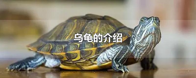 乌龟的介绍