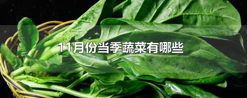 11月份当季蔬菜有哪些