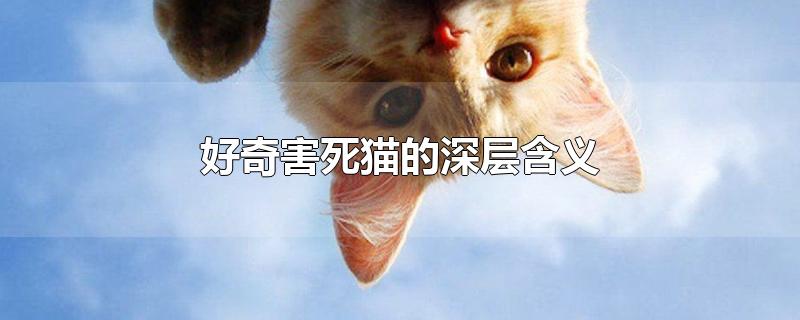 好奇害死猫的深层含义