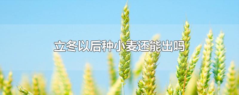 立冬以后种小麦还能出吗