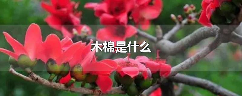 木棉是什么