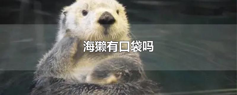 海獭有口袋吗