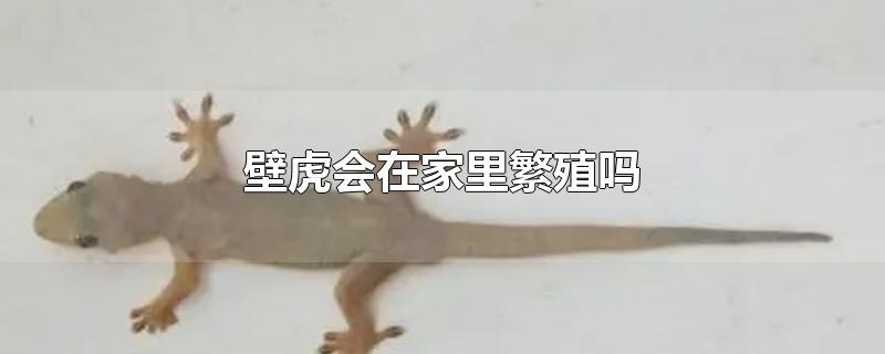 壁虎会在家里繁殖吗