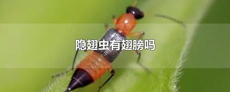 隐翅虫有翅膀吗