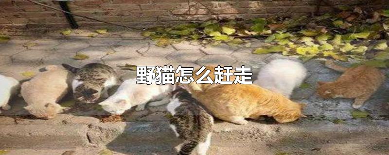 野猫怎么赶走