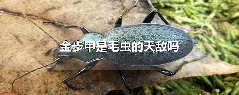 金步甲是毛虫的天敌吗