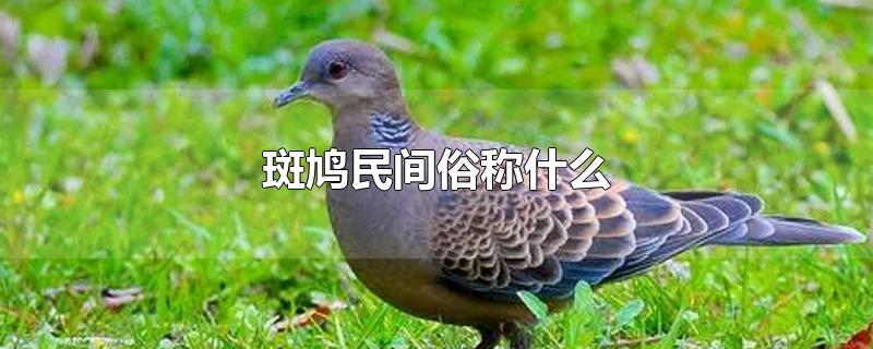 斑鸠民间俗称什么