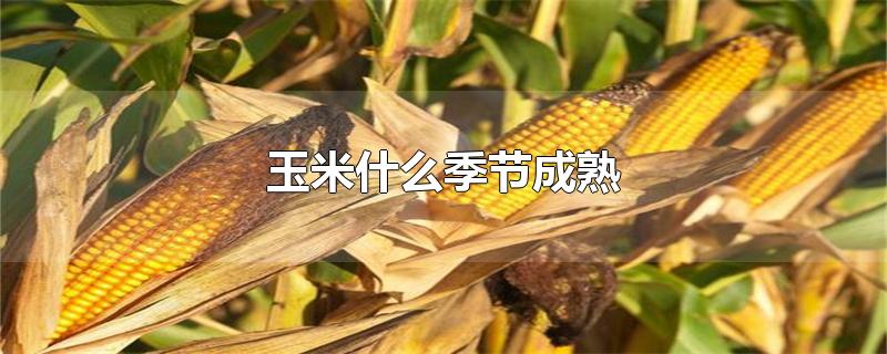 玉米什么季节成熟