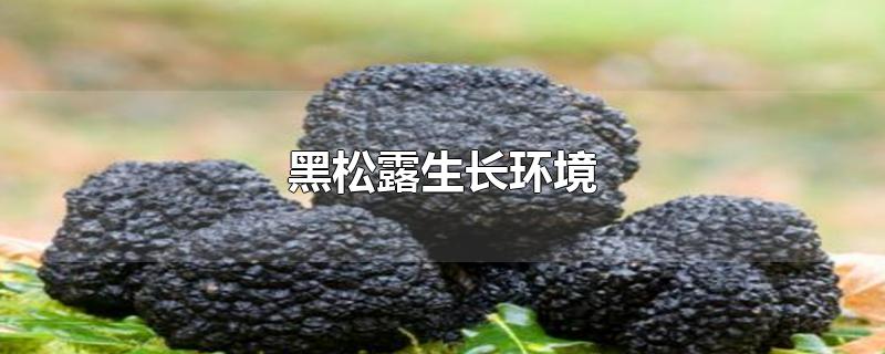 黑松露生长环境