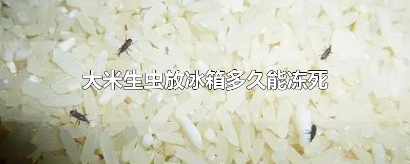 大米生虫放冰箱多久能冻死