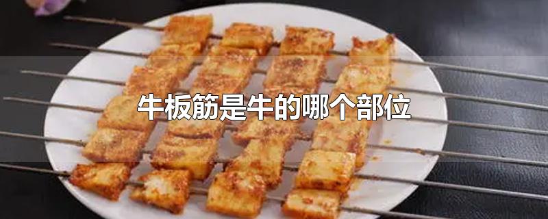 牛板筋是牛的哪个部位