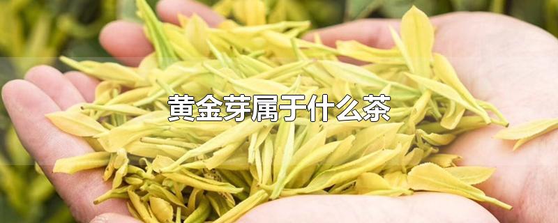 黄金芽属于什么茶