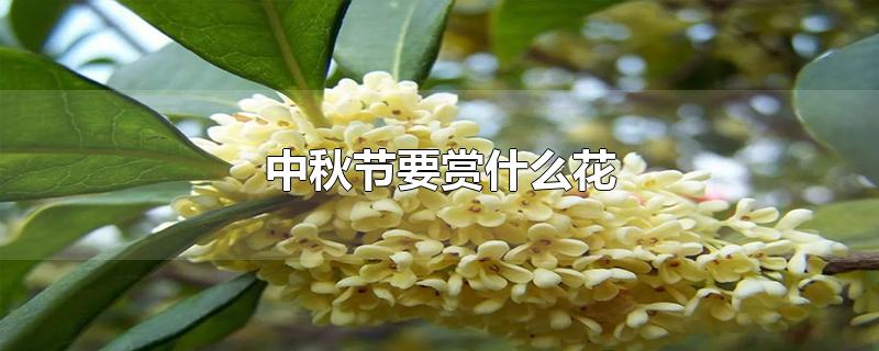 中秋节要赏什么花