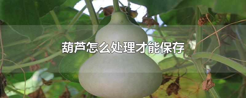 葫芦怎么处理才能保存