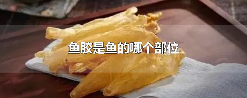 鱼胶是鱼的哪个部位