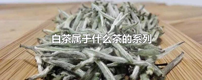 白茶属于什么茶的系列