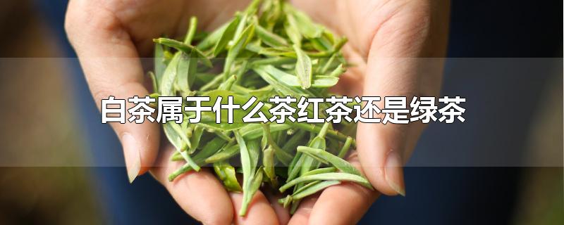 白茶属于什么茶红茶还是绿茶