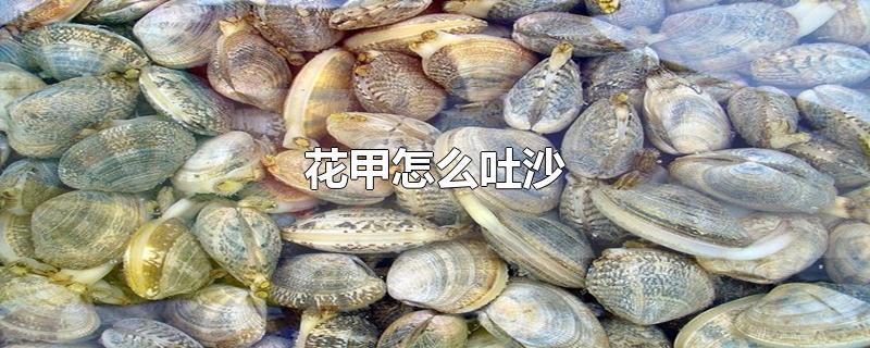 花甲怎么吐沙