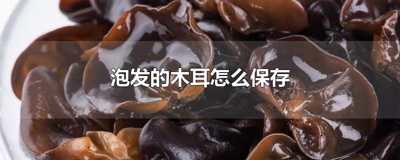 泡发的木耳怎么保存