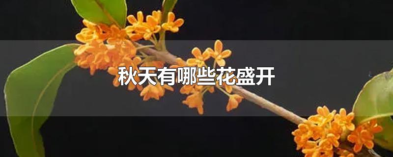 秋天有哪些花盛开