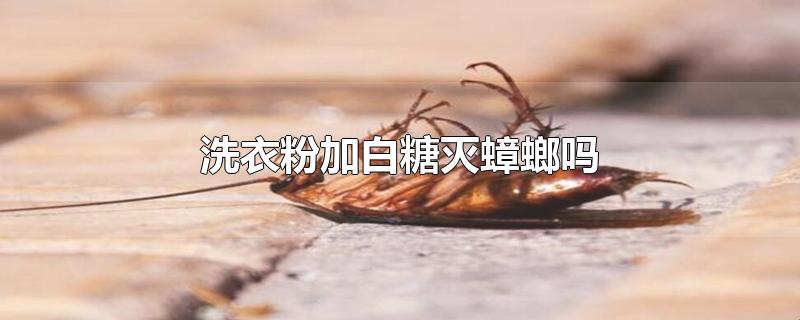 洗衣粉加白糖灭蟑螂吗