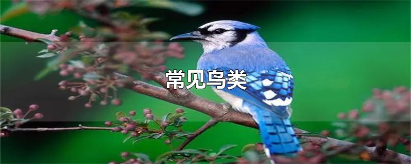 常见鸟类