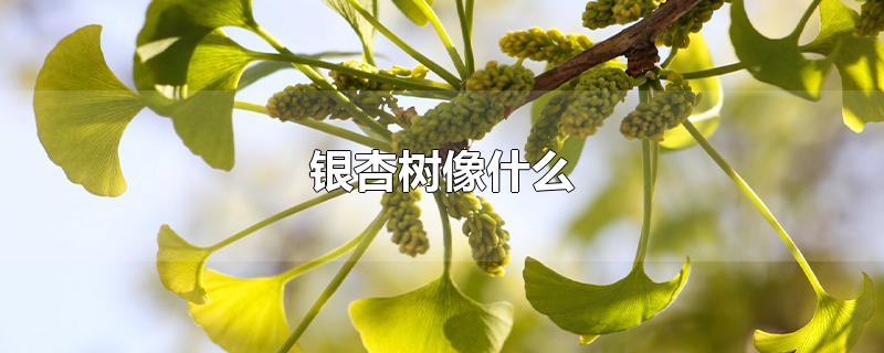 银杏树像什么