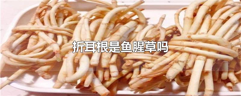 折耳根是鱼腥草吗