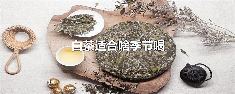 白茶适合啥季节喝