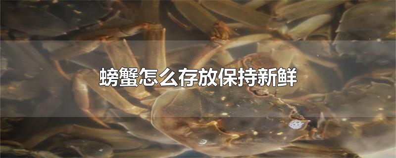 螃蟹怎么存放保持新鲜