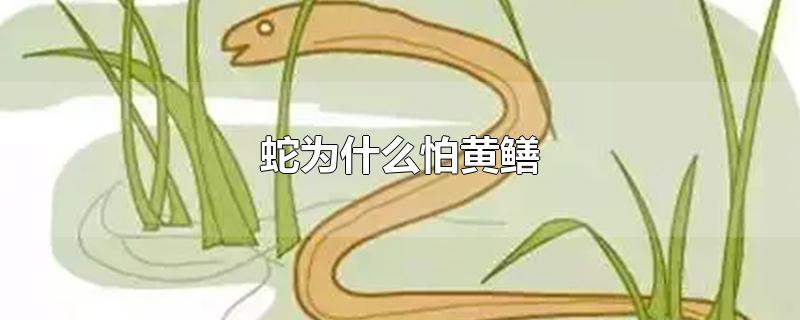 蛇为什么怕黄鳝