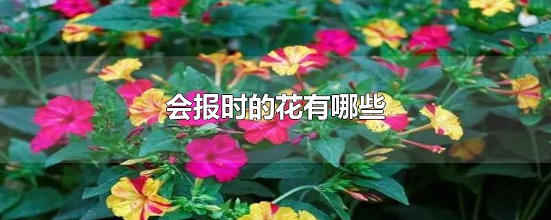 会报时的花有哪些