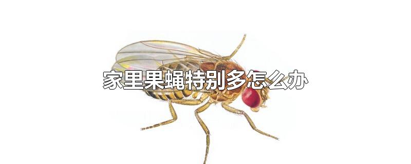 家里果蝇特别多怎么办