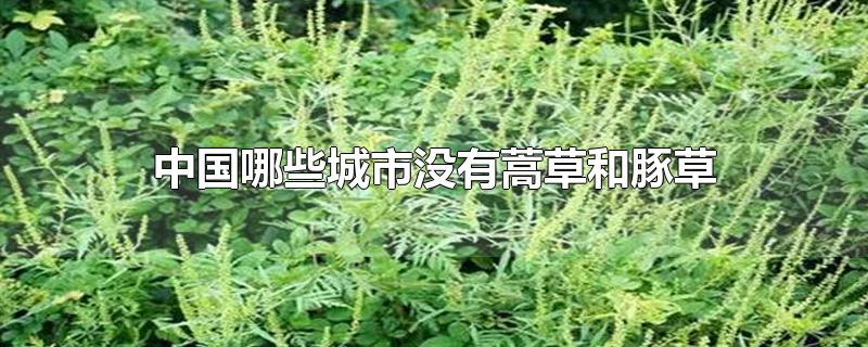 中国哪些城市没有蒿草和豚草