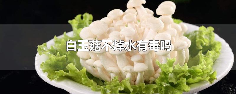 白玉菇不焯水有毒吗