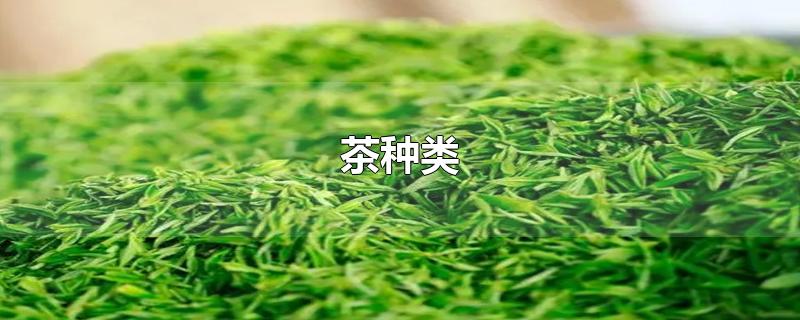 茶种类