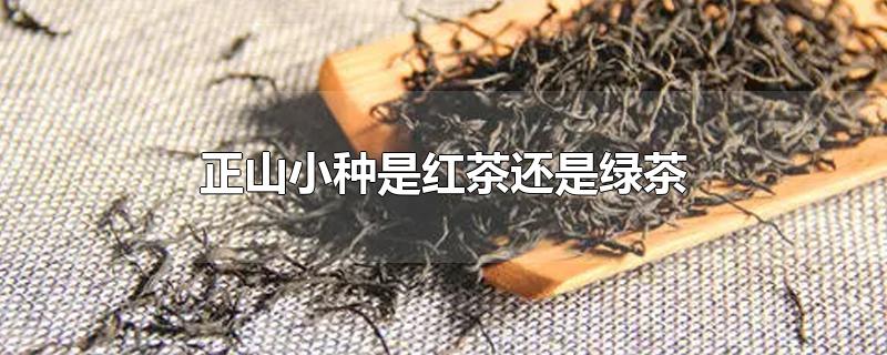 正山小种是红茶还是绿茶