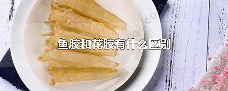 鱼胶和花胶有什么区别