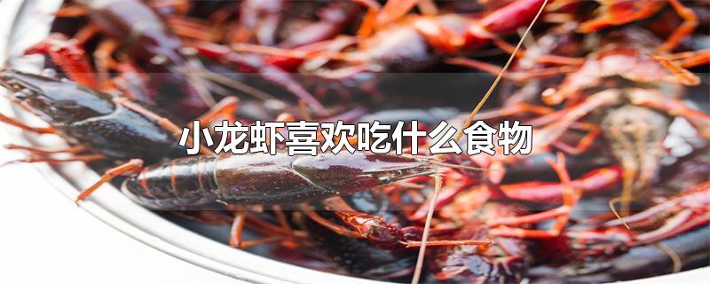 小龙虾喜欢吃什么食物