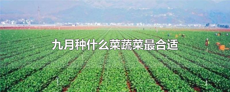 九月种什么菜蔬菜最合适