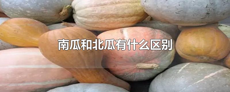 南瓜和北瓜有什么区别