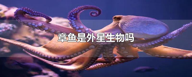 章鱼是外星生物吗