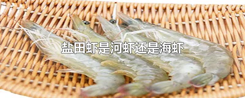 盐田虾是河虾还是海虾