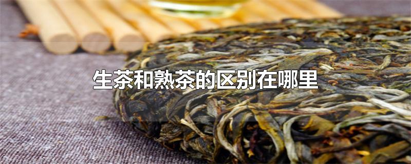 生茶和熟茶的区别在哪里