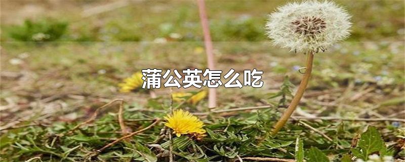 蒲公英怎么吃