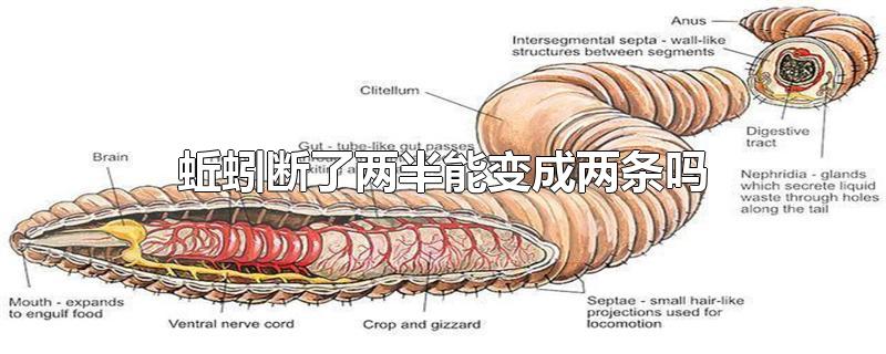 蚯蚓断了两半能变成两条吗