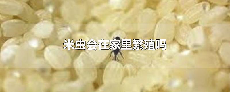 米虫会在家里繁殖吗