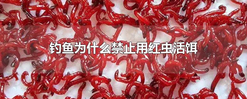 钓鱼为什么禁止用红虫活饵