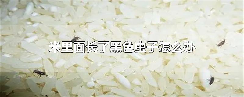 米里面长了黑色虫子怎么办