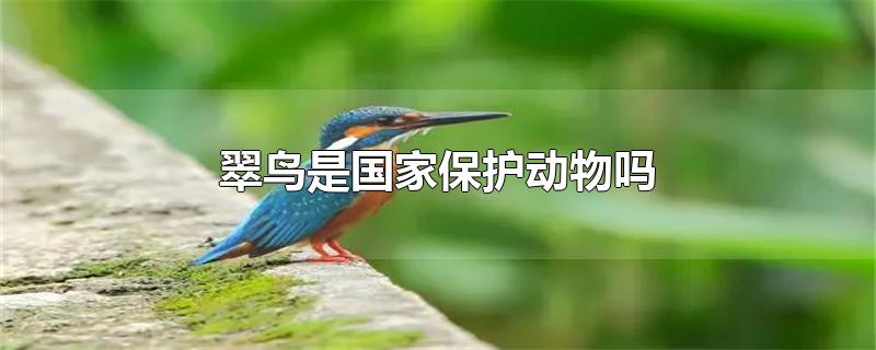 翠鸟是国家保护动物吗